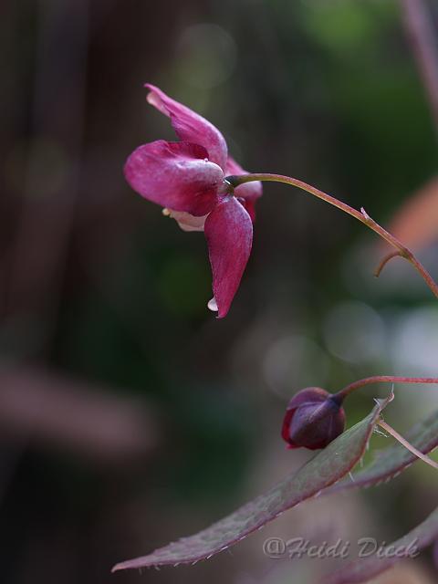 Epimedium x rubrum.JPG